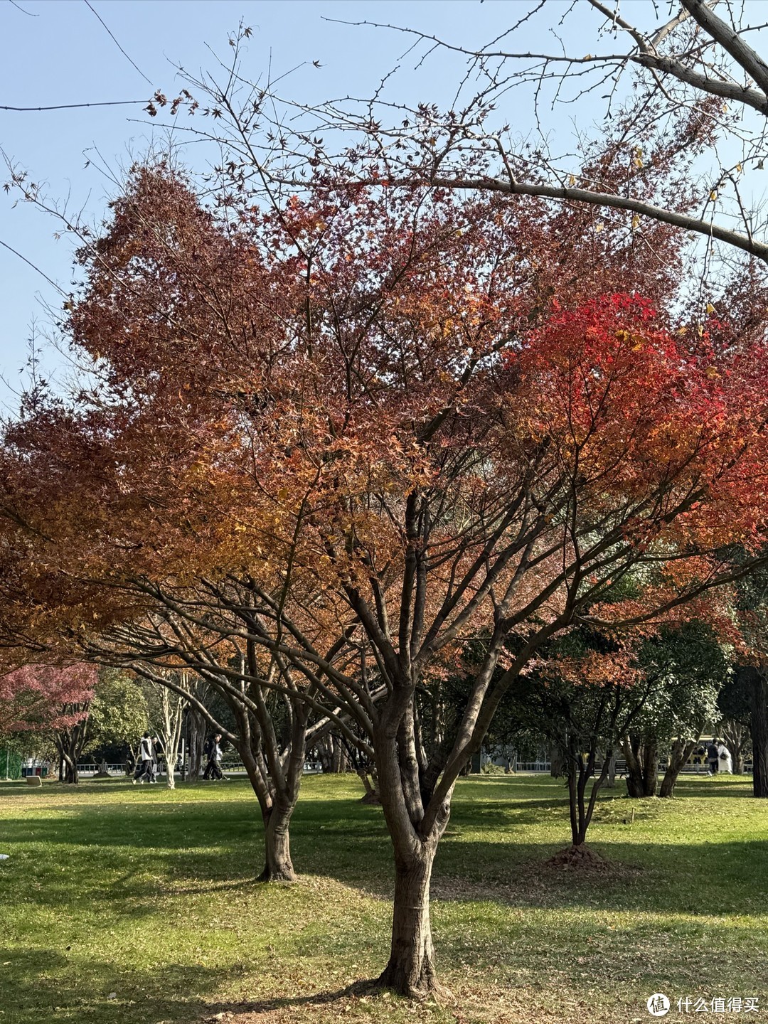 美团都能买苹果手机了？苹果16PM我的实际自用感受～