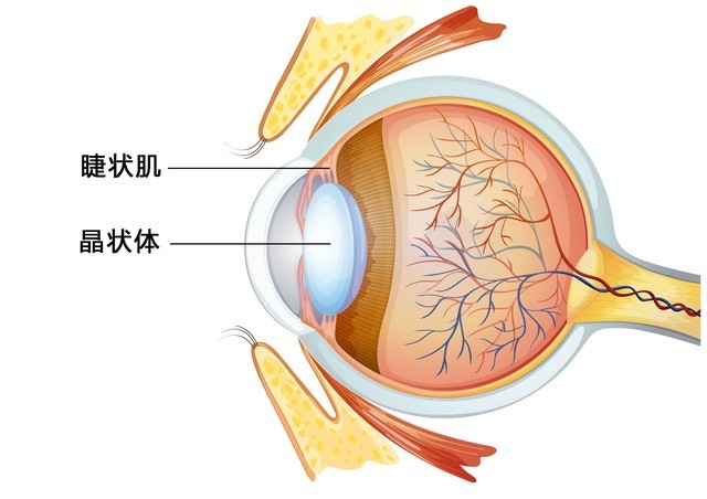 近视眼挑手机屏幕，究竟是选LCD还是OLED？（待审不发） 